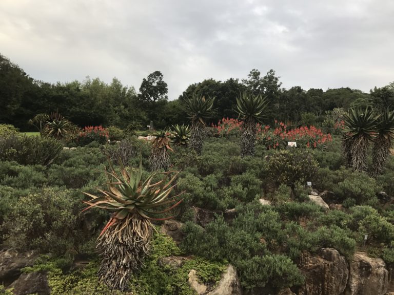 Tons of different plants and species at the bio-diverse Kirstenbosch National Botanical Garden in Cape Town South Africa