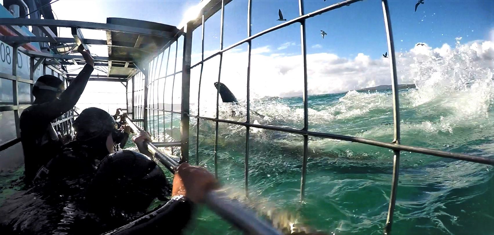 You are currently viewing Shark Cage Diving in Cape Town