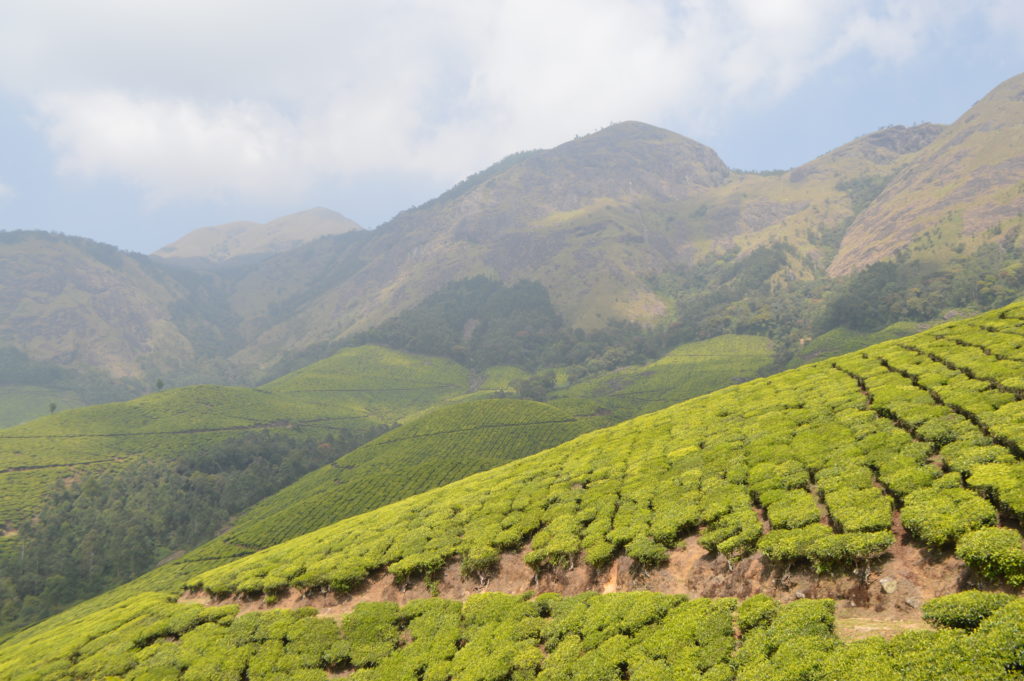 A view of the Kolukkumalai tea estate from the top